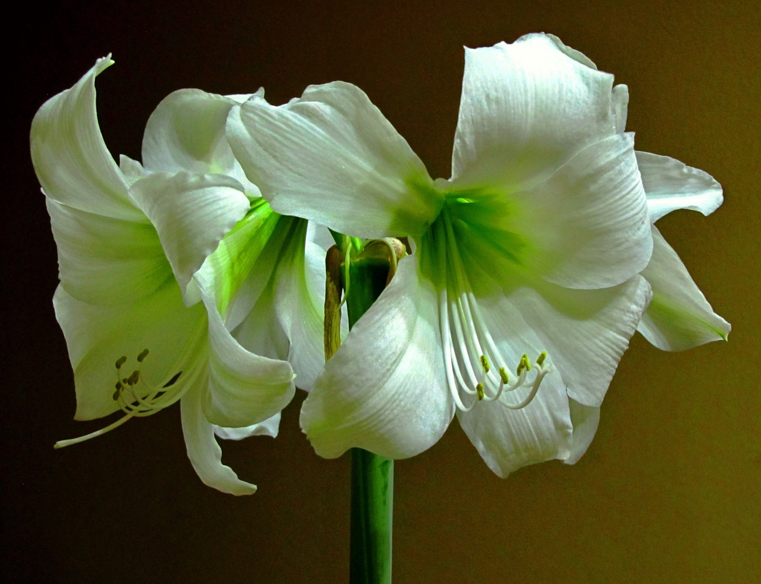 Цветок похожий на лилию на толстом. Гиппеаструм. Гиппеаструм амариллис. Цветок. Гиппеаструм. Амариллис белый.