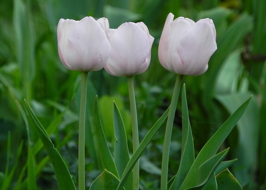 Тюльпан лидия фото