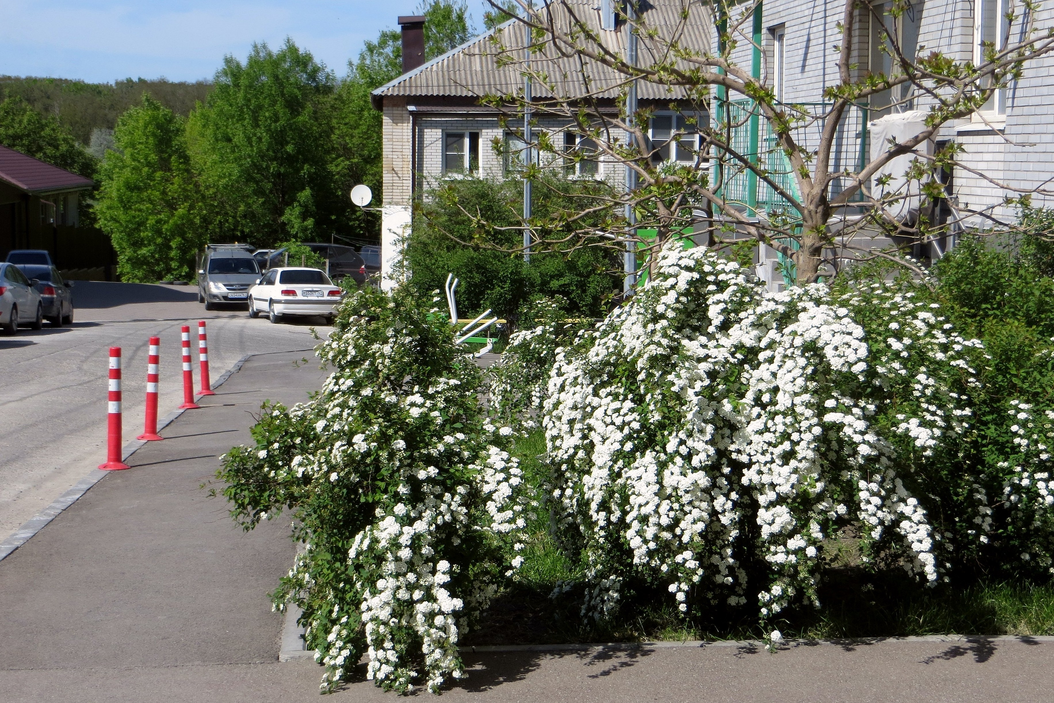 Спирея цветет конусами