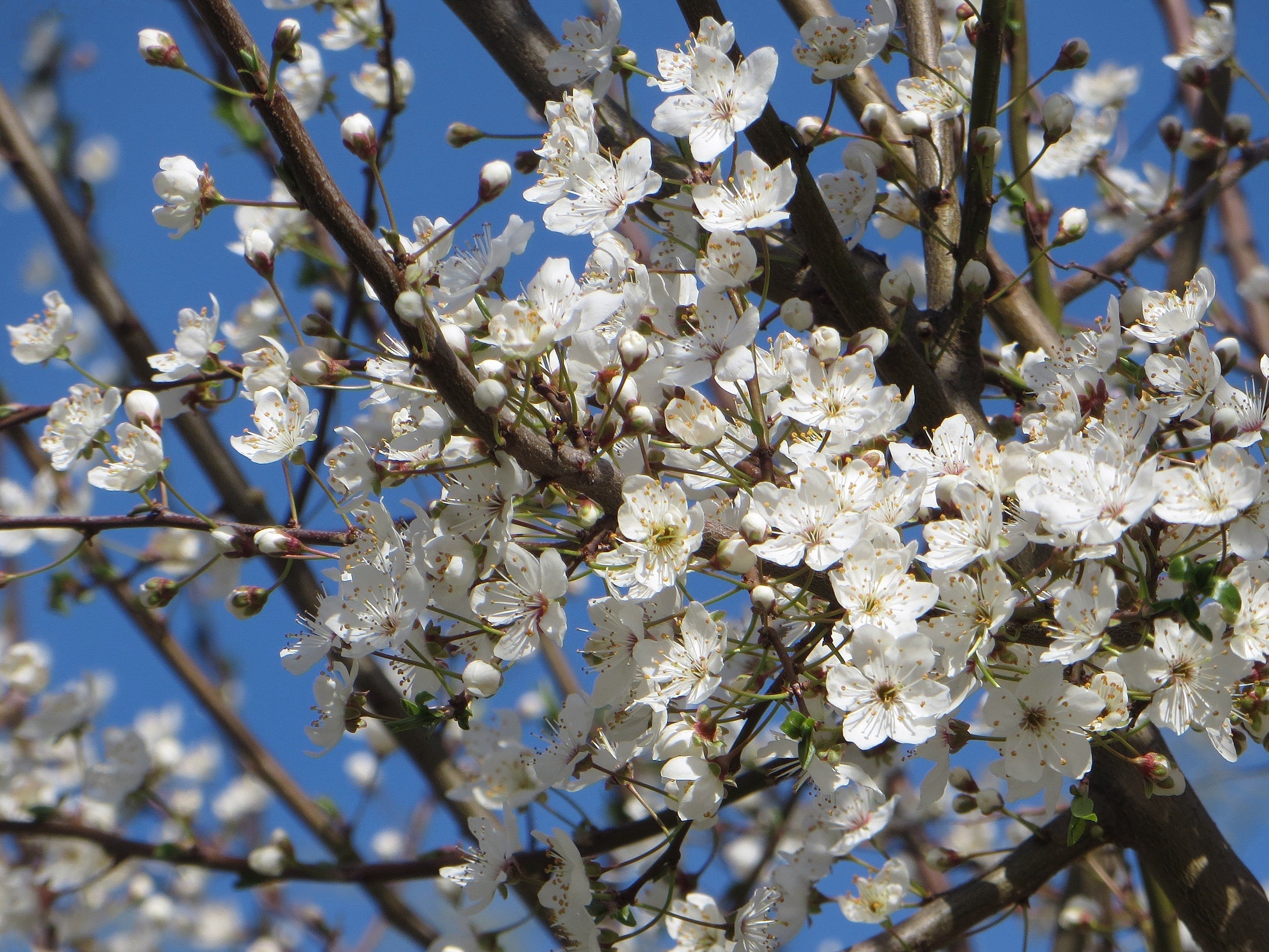 Какие деревья цветут в апреле. Что цветет в апреле. Дерево цветущее в апреле. Цветение деревьев России. Цветущие деревья в апреле в Москве.