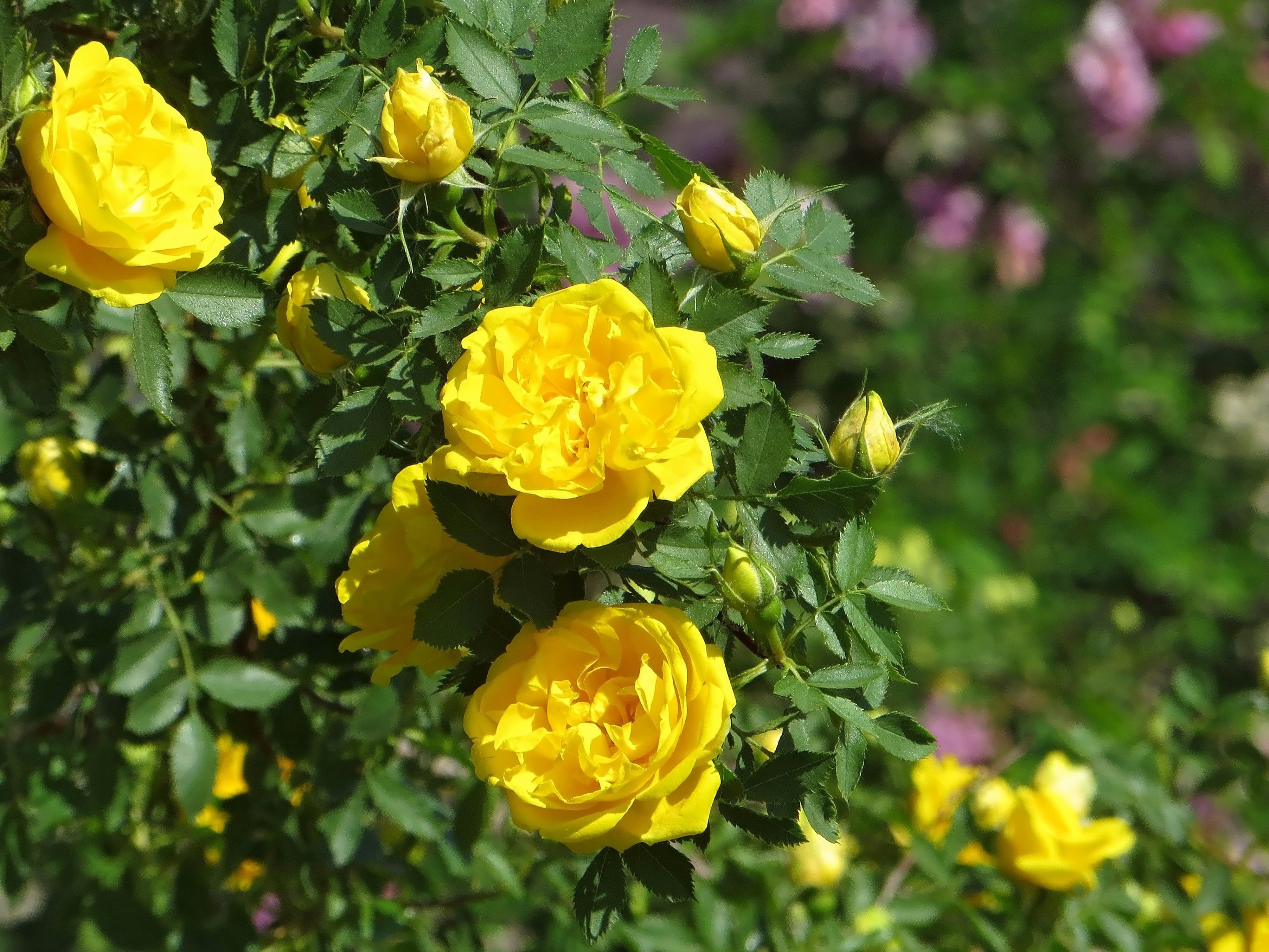 Желтые розы фото с названиями