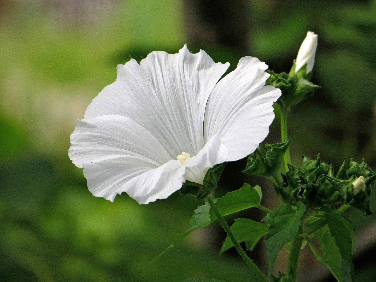 Цветок лаватера хатьма белая