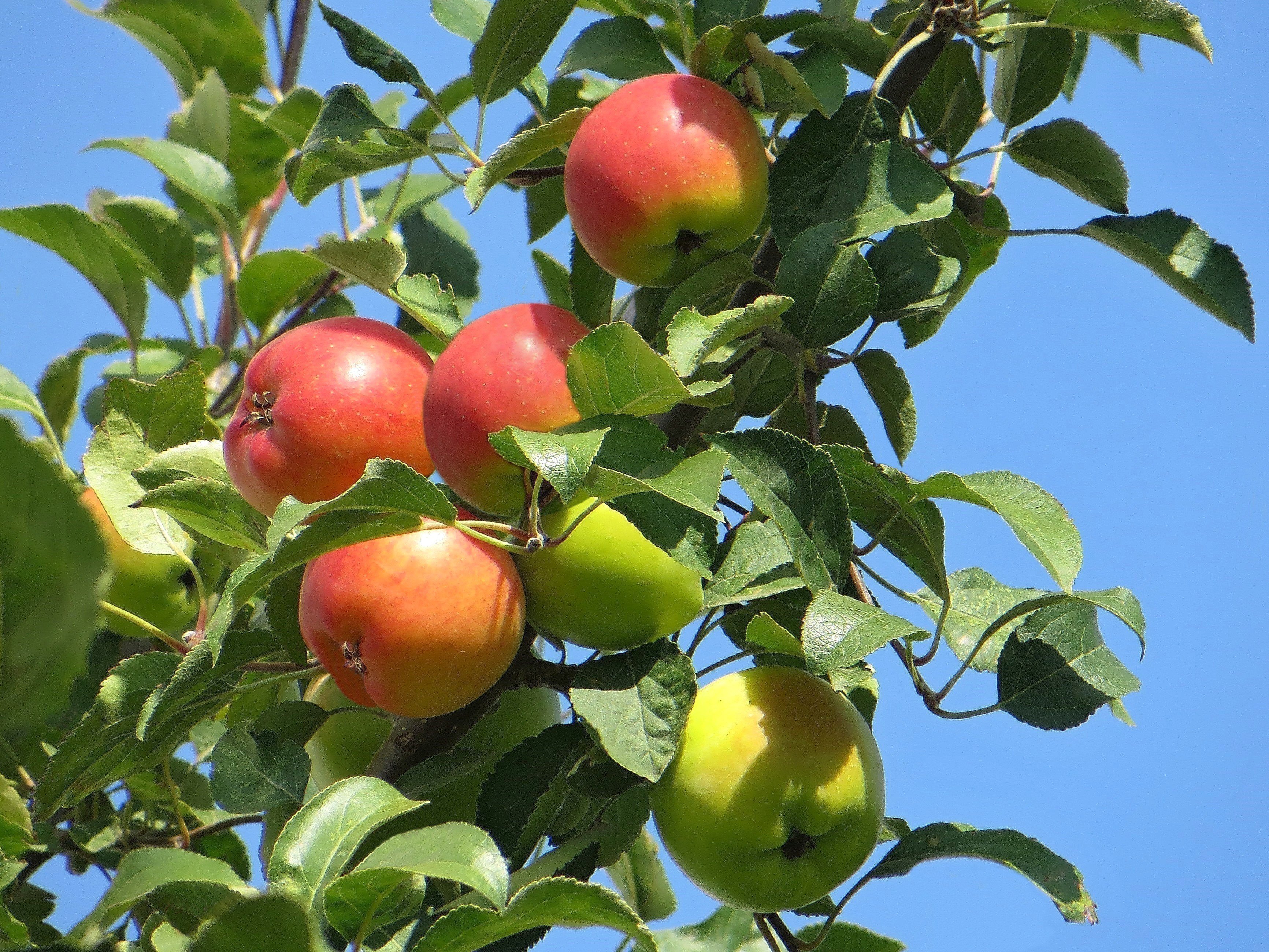 Сорт яблок солнышко фото и описание
