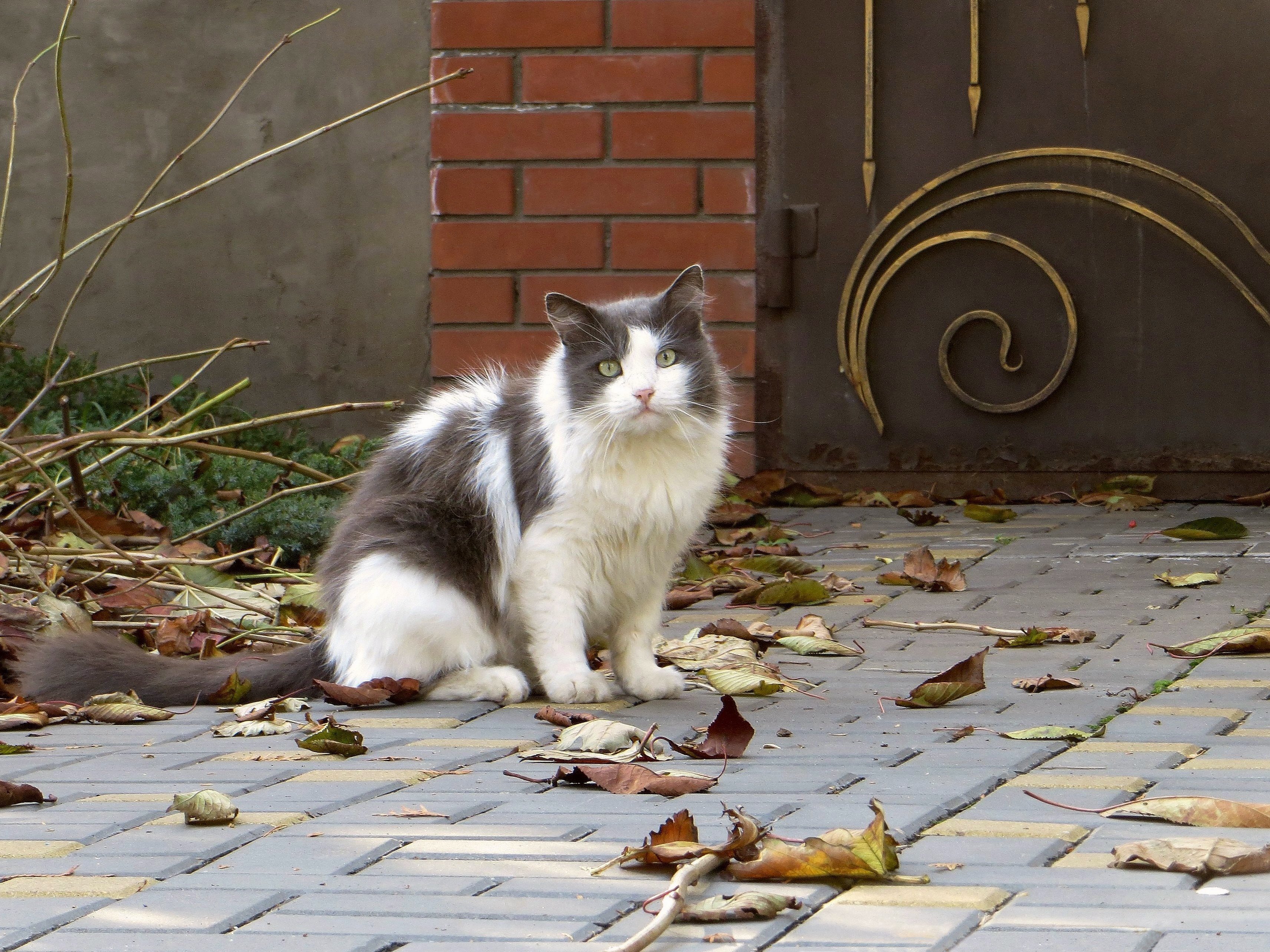 благоустройство двора. запах во дворе. запах во дворе. лужи весной. запах во дворе.