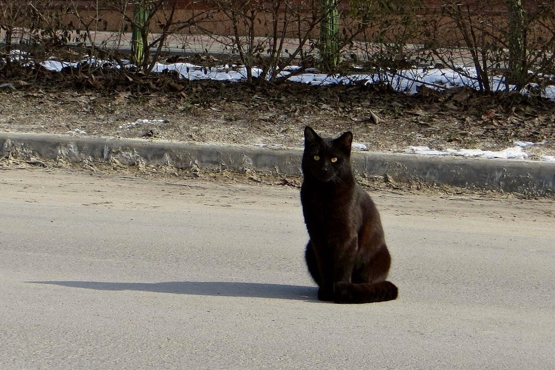 Кот ушел из дома весной. Уходящий кот. Косолапый кот уходит. Фото уходящего кота. Греется на солнышке.