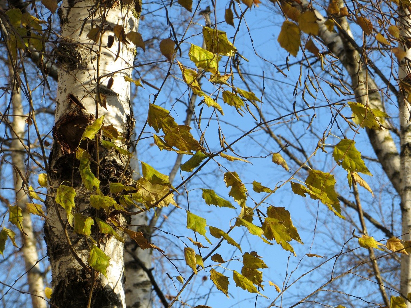 Береза фото дерева и листьев