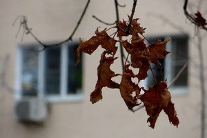 Фото Сухих Листьев