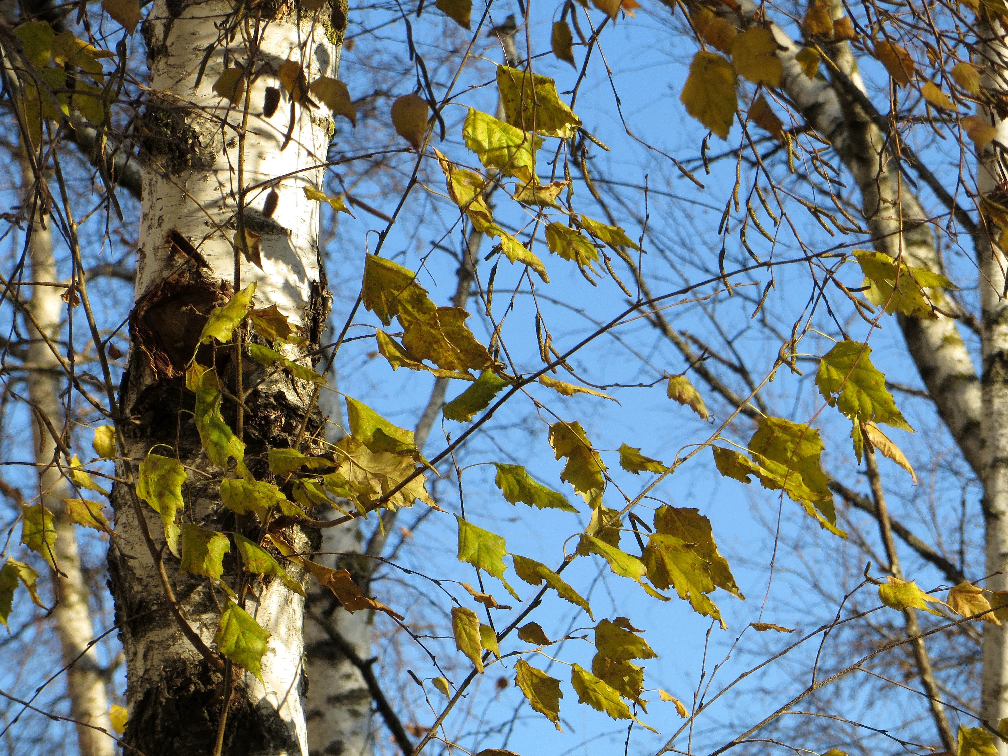 Облетевшей березке. Берёза ойковская. Береза повислая осень. Берёза листья. Листва березы.