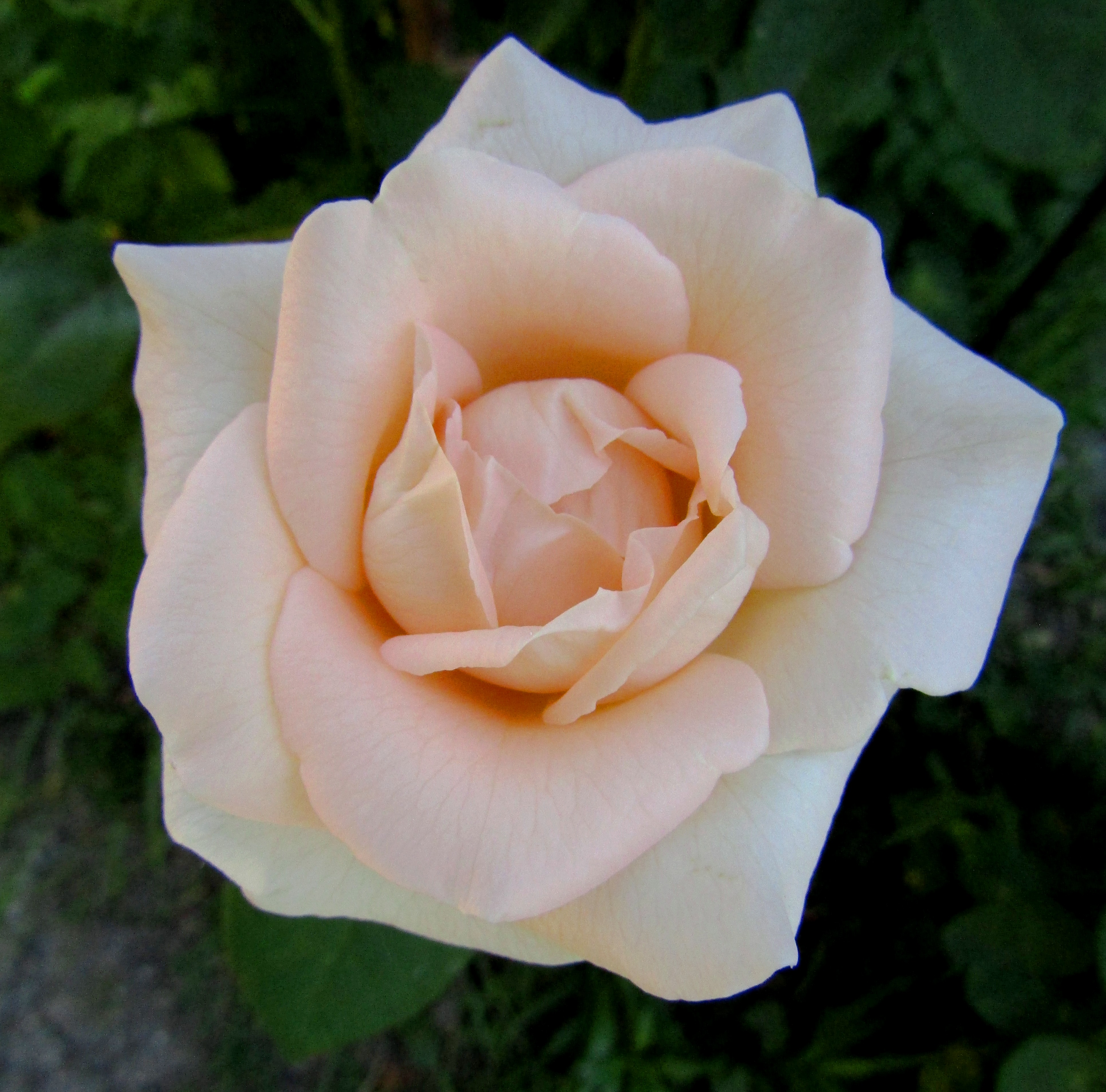 Роза персиковая Версилия