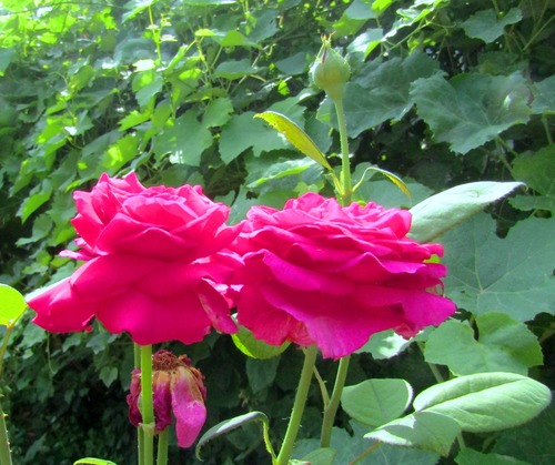 Три поры цветения розы