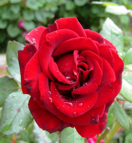 Охлаждённая страсть алой розы