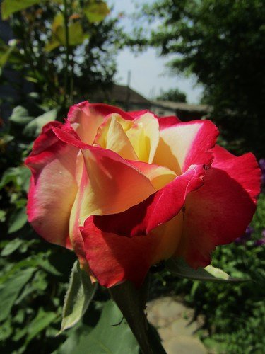 "Двойное удовольствие" - чудо роза!