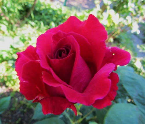 Малиновый цвет розы