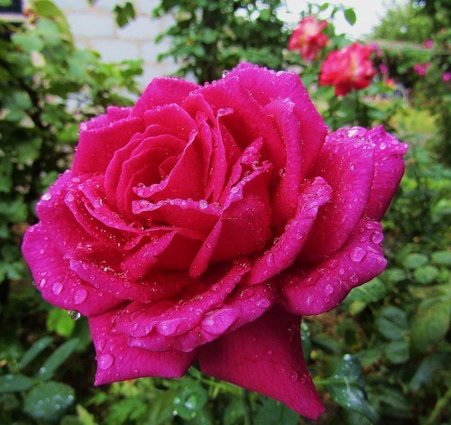 Прекрасная роза в каплях дождя