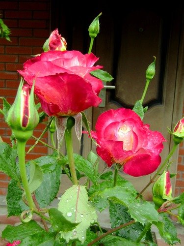 Розы под дождём