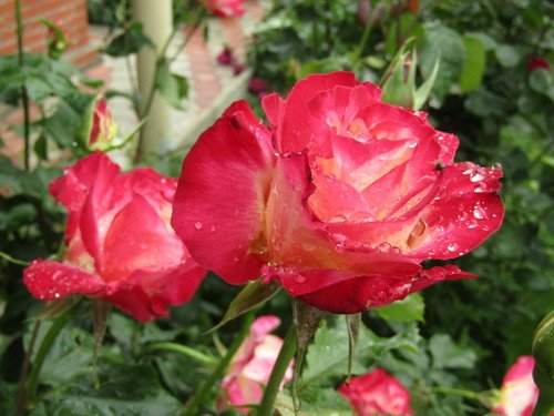 Дождик и розы