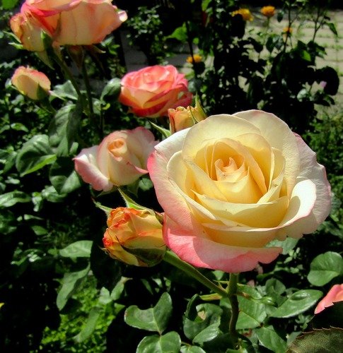 Солнечная улыбка розы
