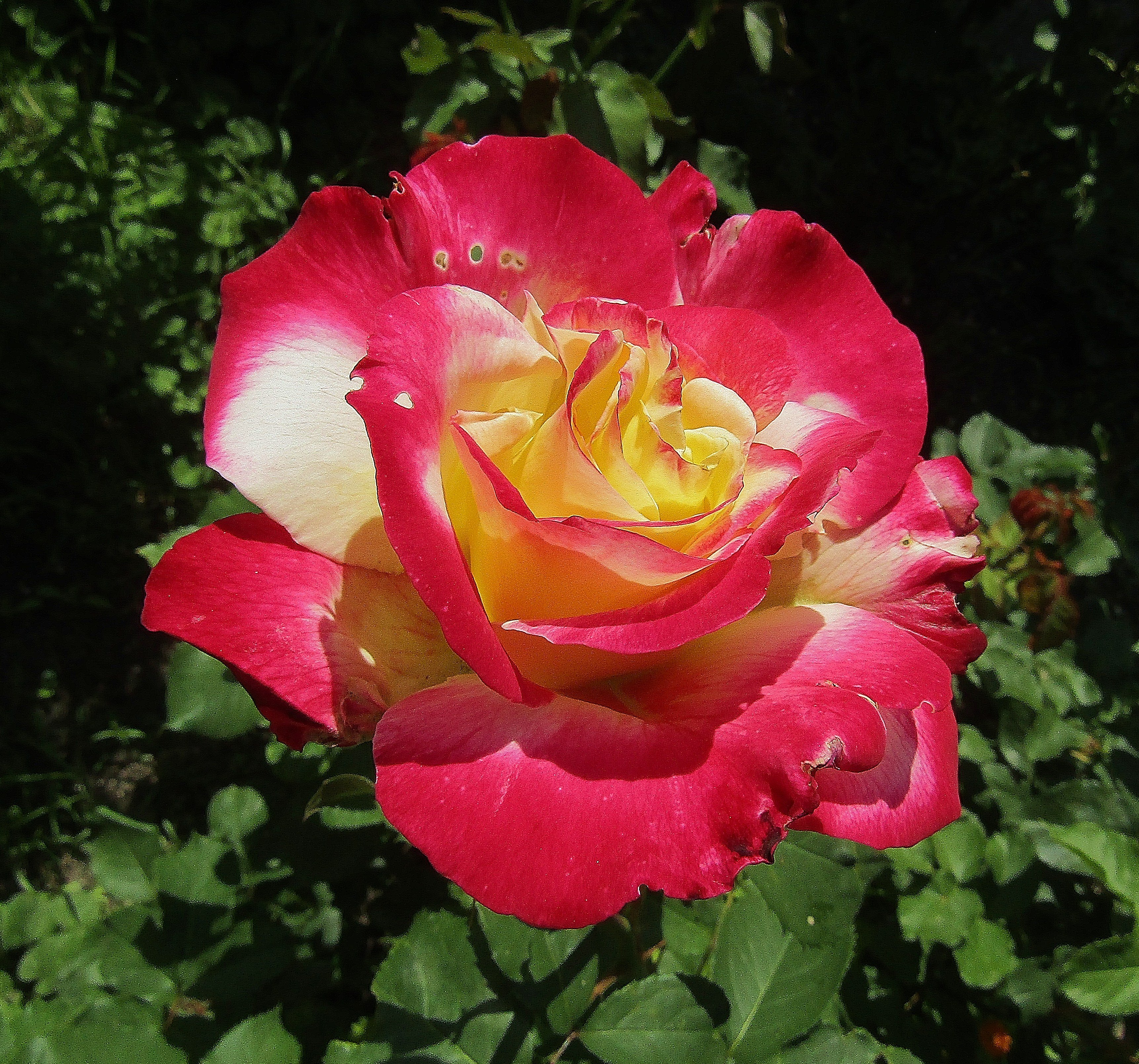 Фото розы двойное удовольствие фото и описание