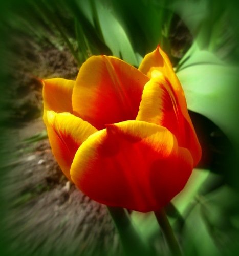 Желто-красный тюльпан