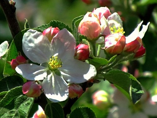 Яблони цветут