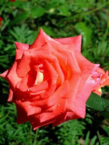 Роза красная-3