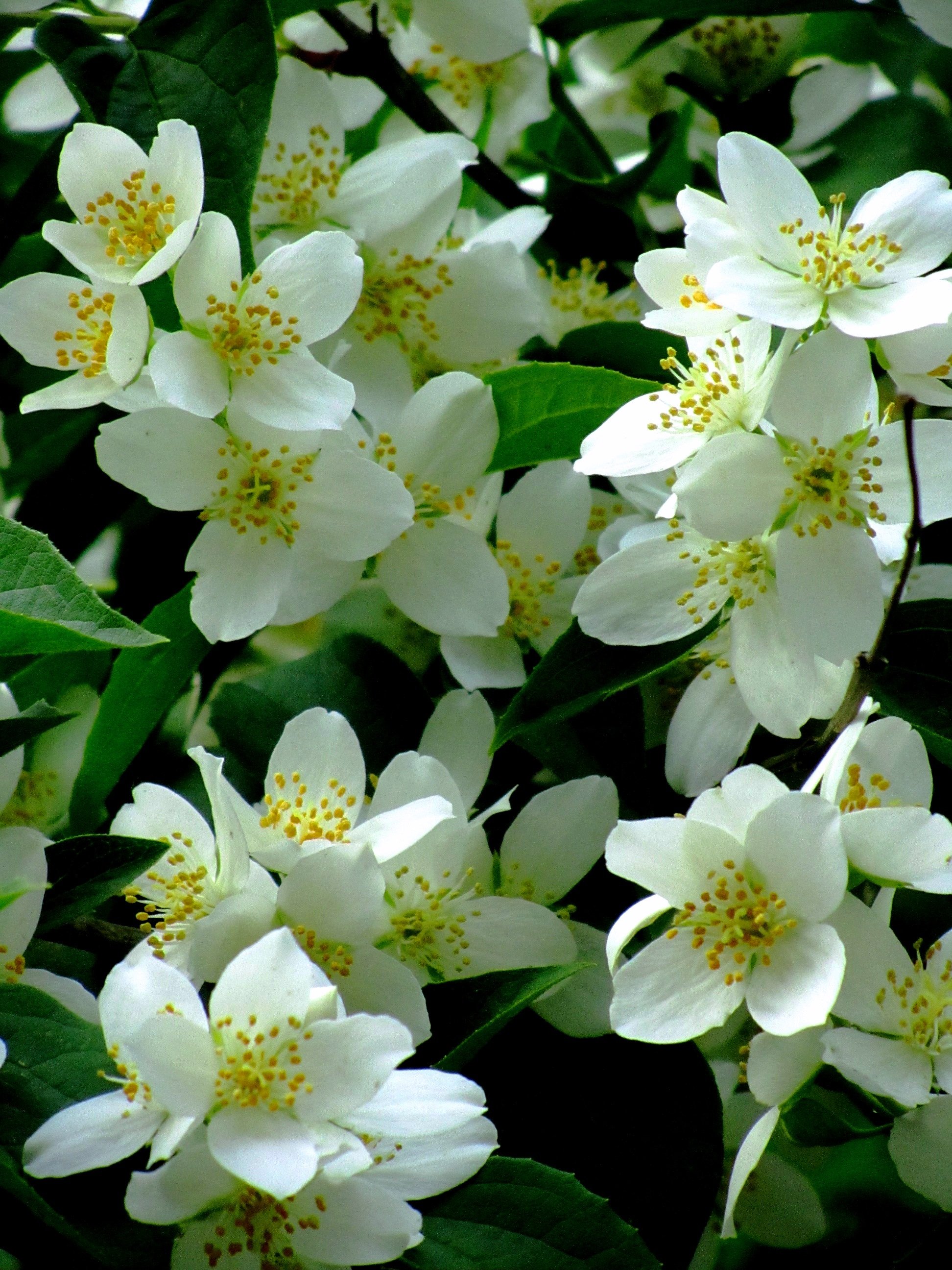 Как выглядит цветок жасмин фото
