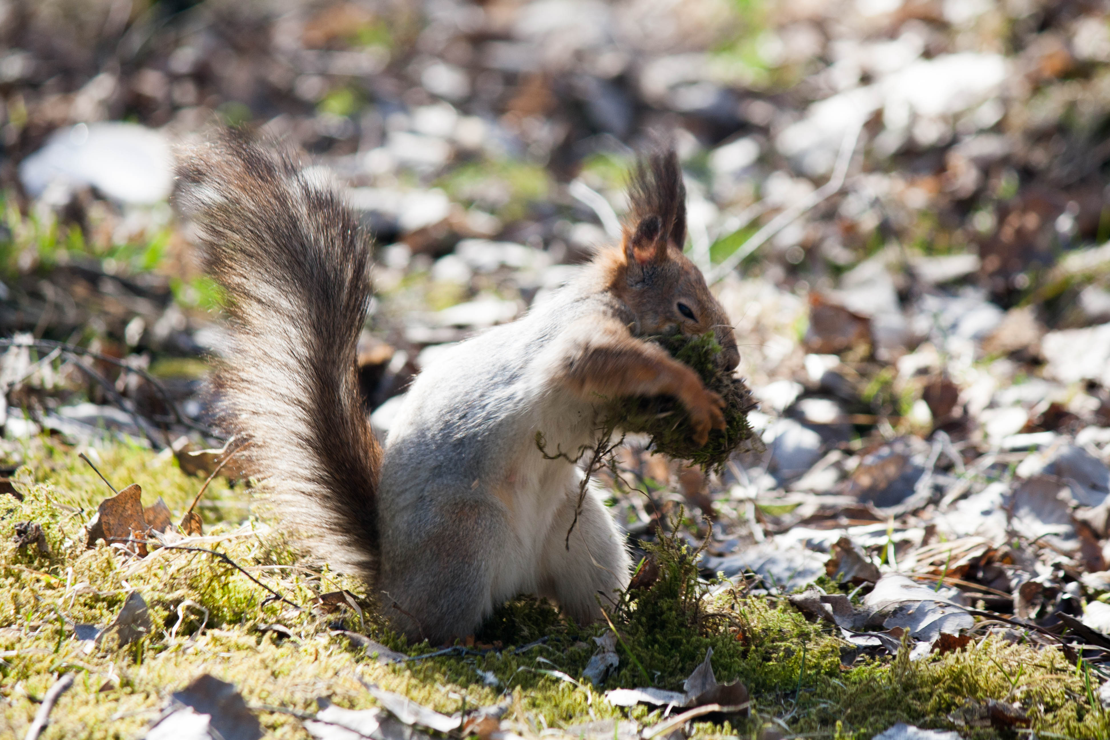 Хрум муром. Белка весной в Амурской области картинка для детей. Hrum hrum Squirrel.