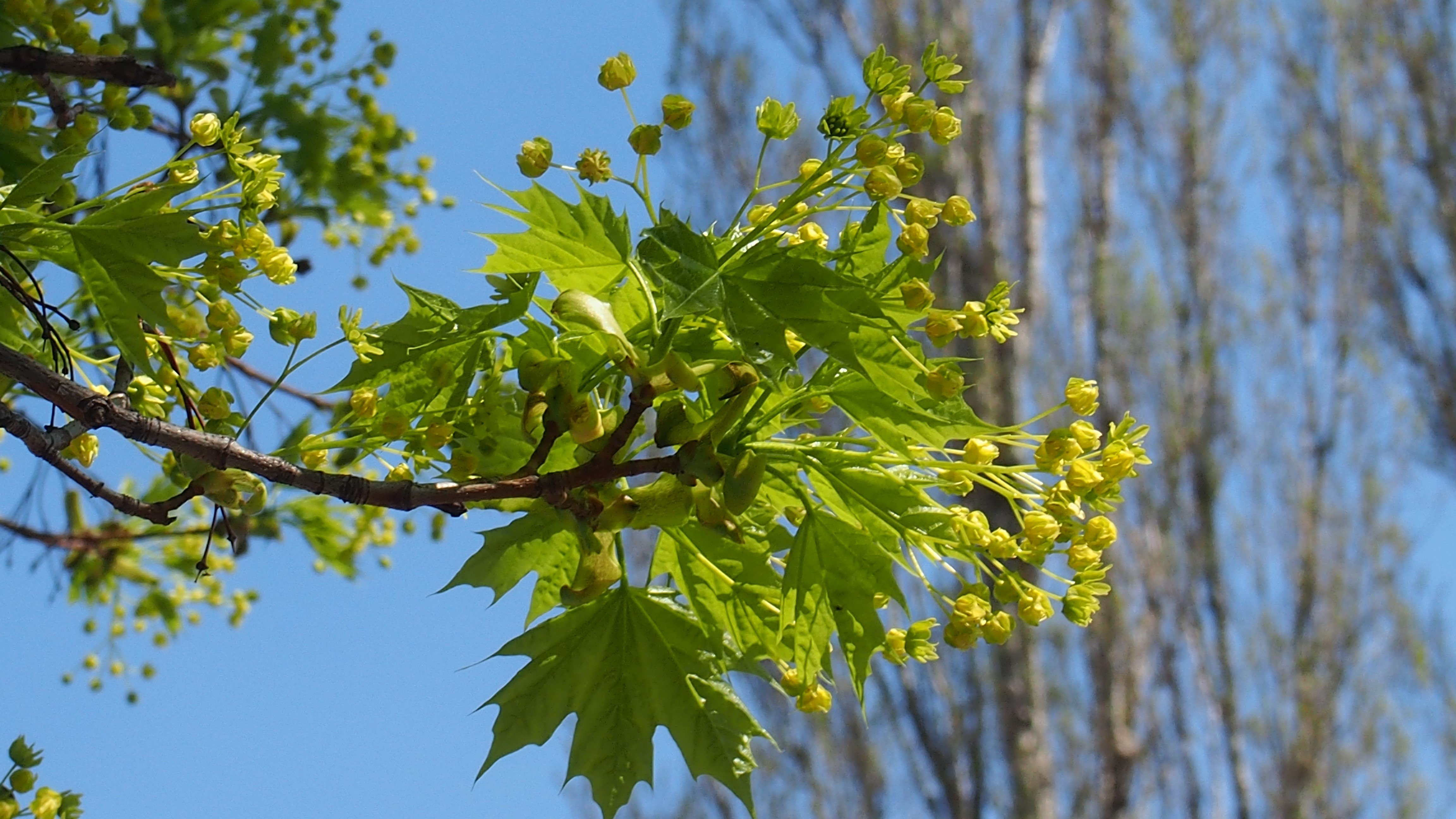 Клен весной картинки