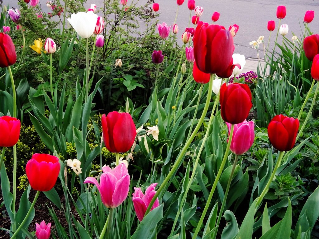 Боятся ли тюльпаны мороза. Красные тюльпаны на клумбе. Клумба с тюльпанами. Тюльпаны во дворе. Тюльпаны на клумбе у дома.