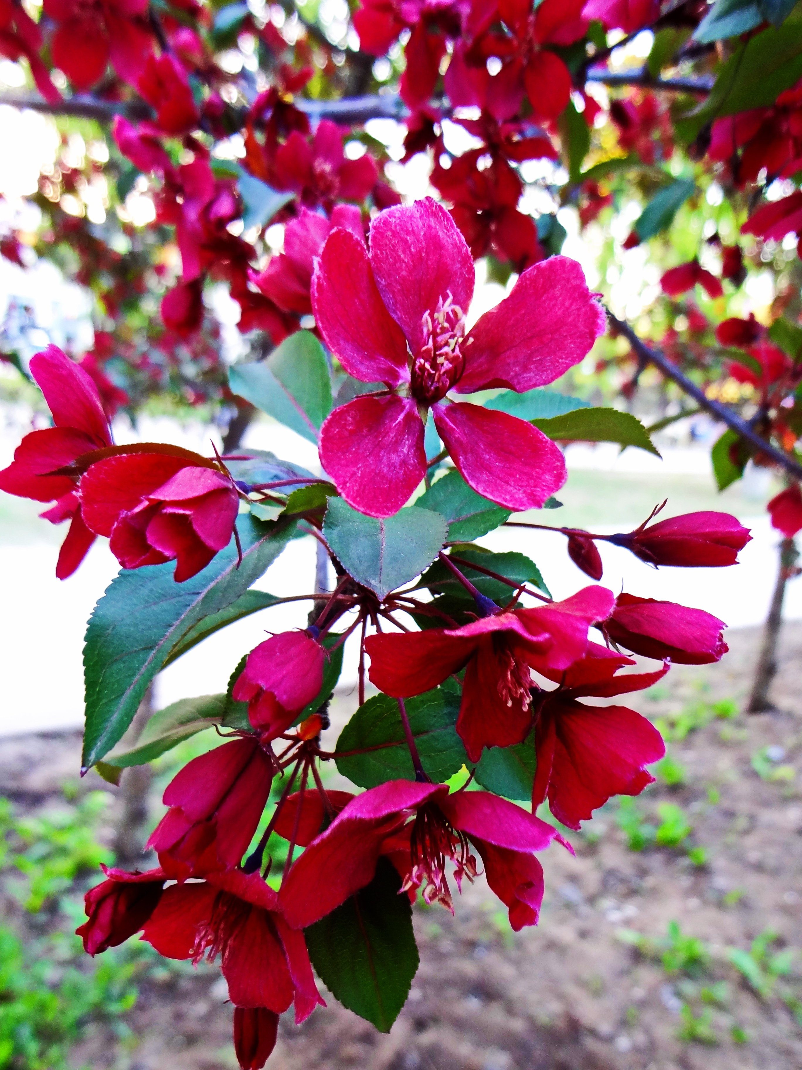 Декоративная яблоня с красными листьями фото и названия
