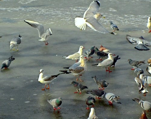 Птицы городского озера-4