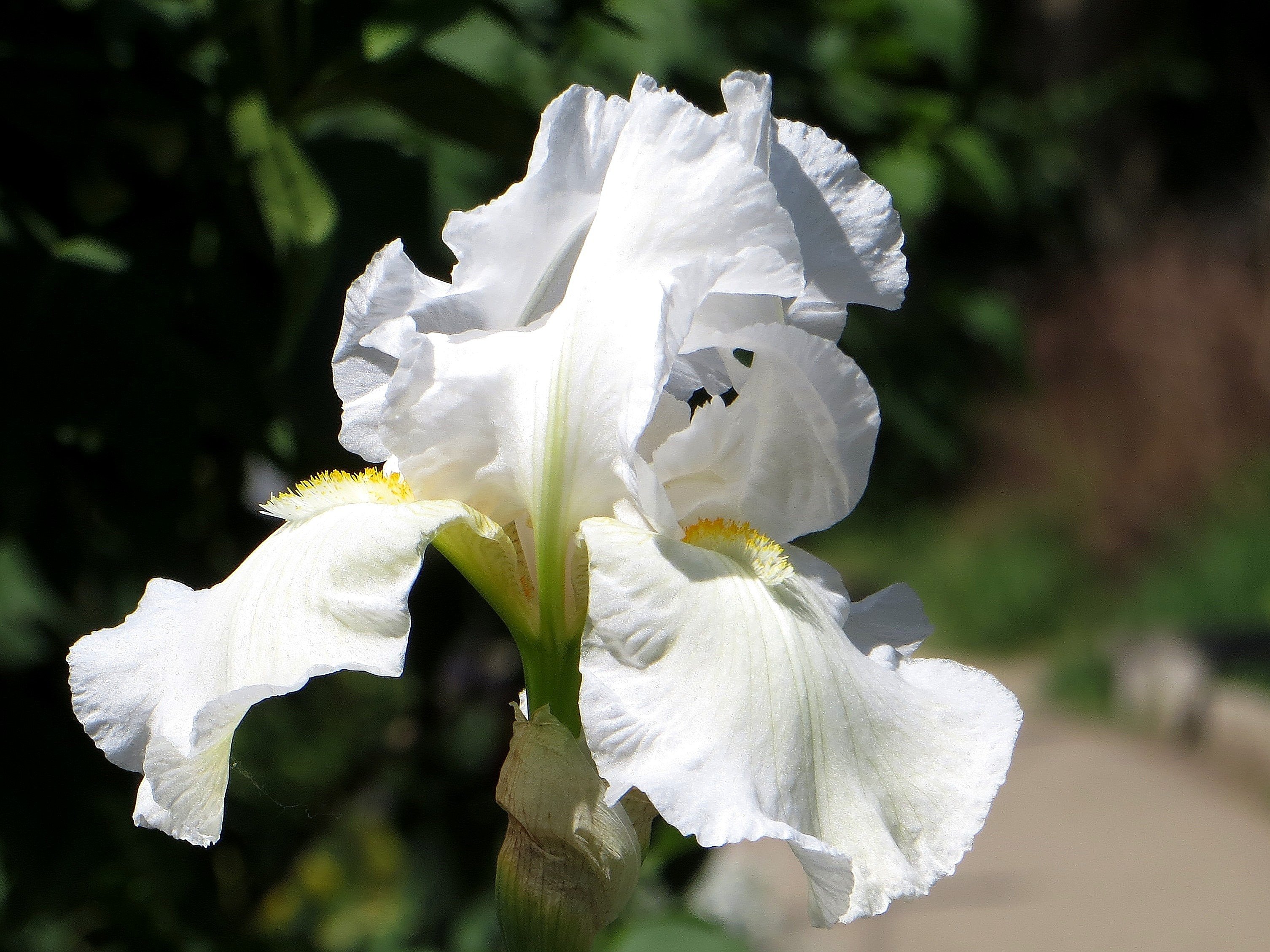 Белый Ирис цветок