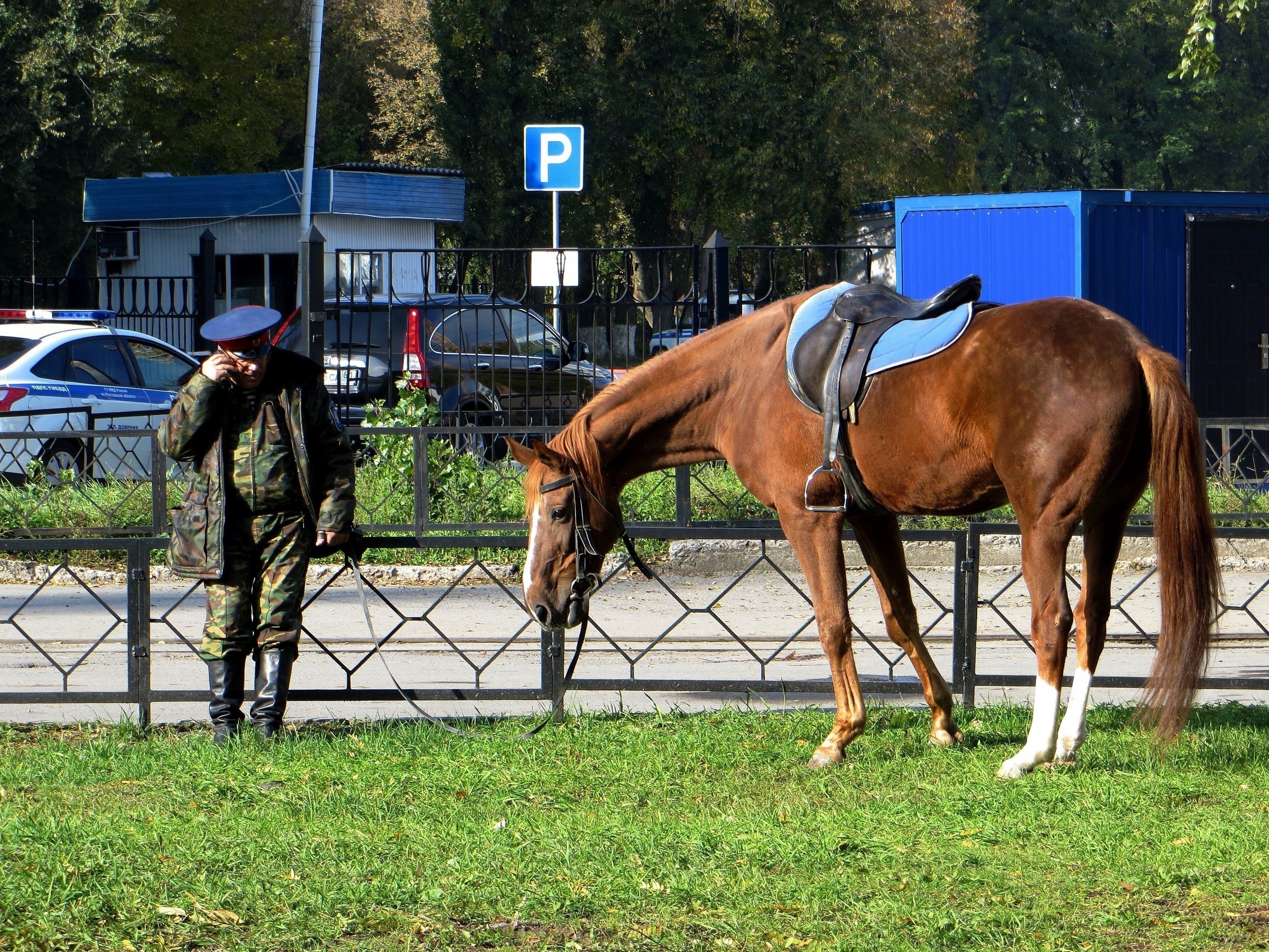 Г лошадь. Конная полиция Ростов на Дону. Лошадь в городе. Конь в городе. Лошади городского парка.