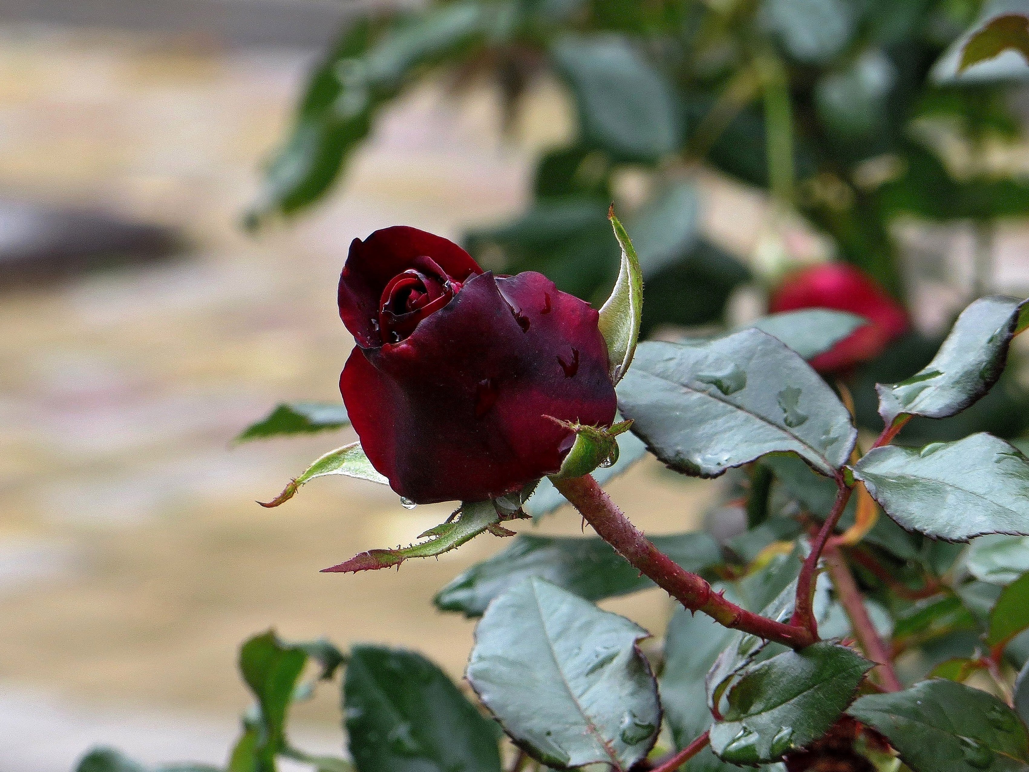 Опавшая роза