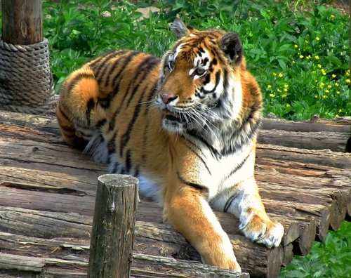 Голодный тигр