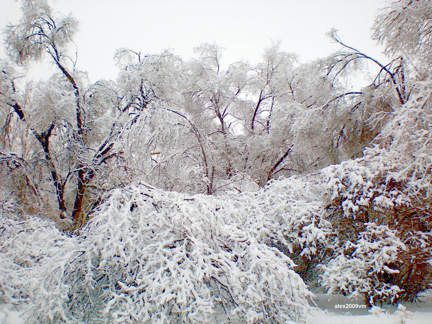 Долгие снежные зимы. Снежнолап. Фото декабрь иней Волгоград.