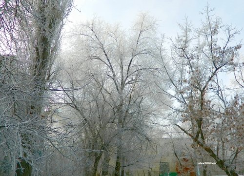 Деревья во дворе