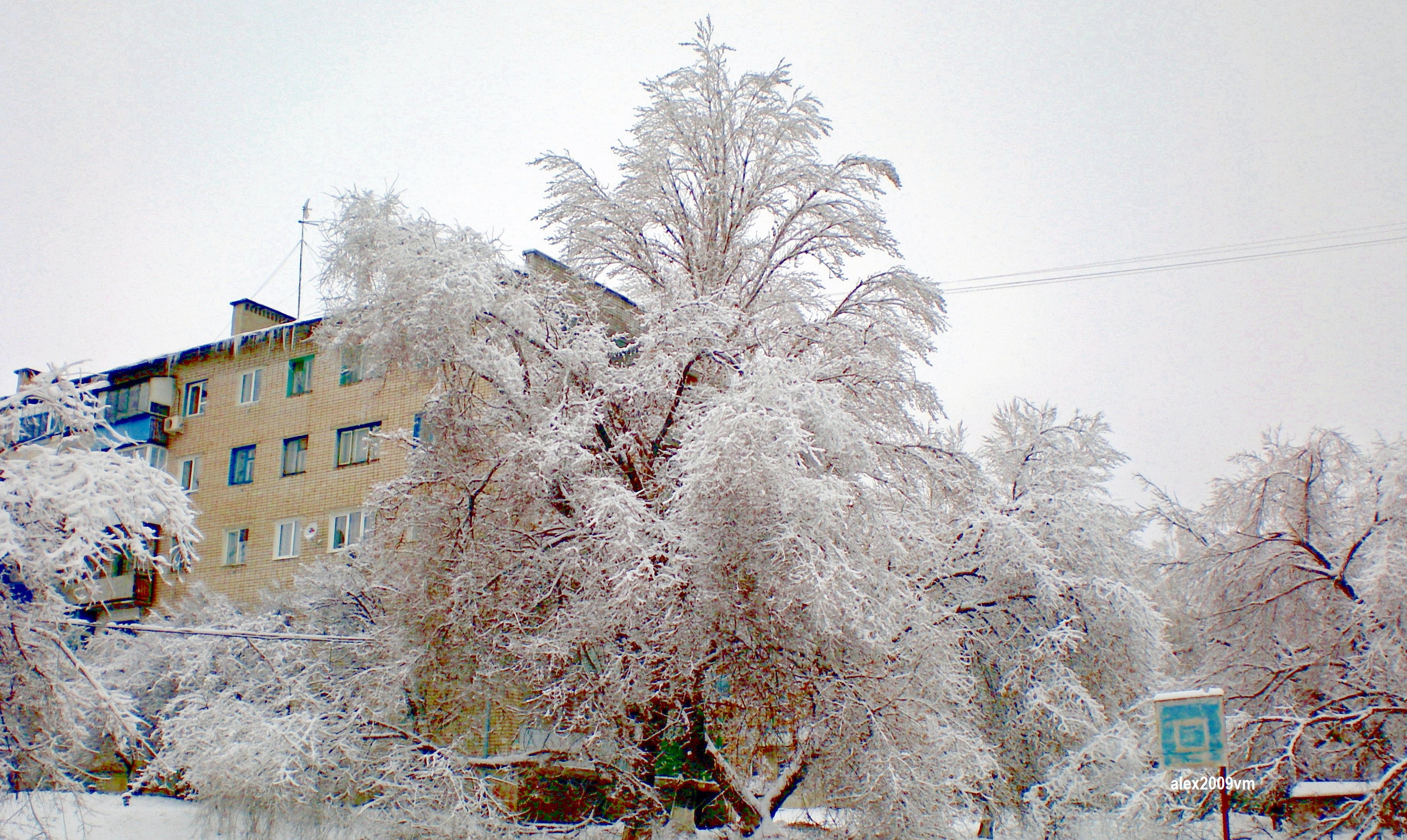 Снежные деревья в городе