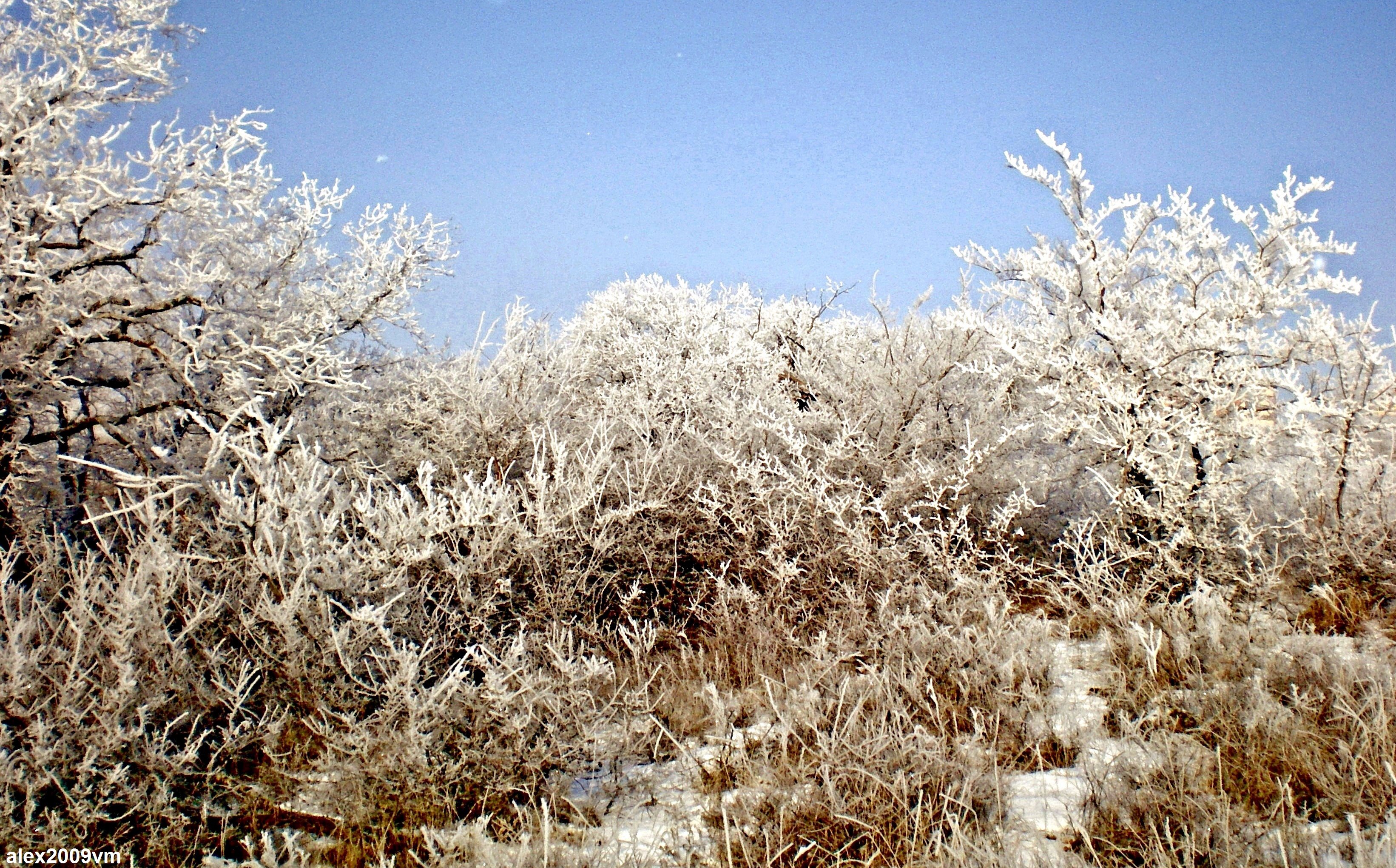 иней покрыл деревья. изморозь покрыла. иней покрыл деревья. изморозь покрыла. заиндевелые деревья.
