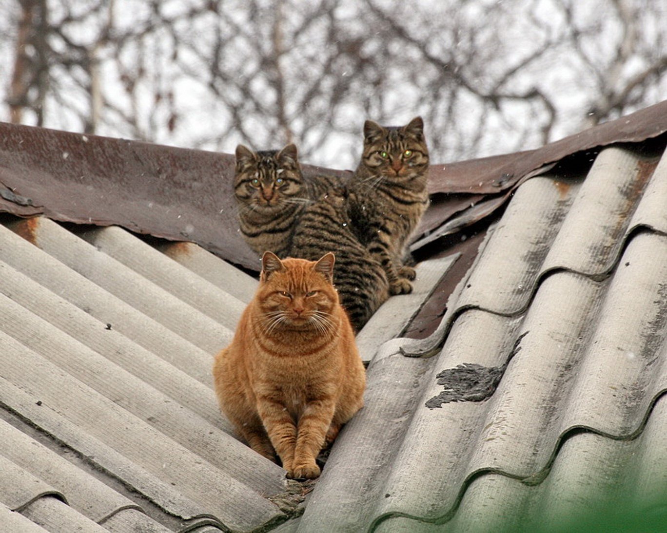 Жил у нас на крыше 4. Кошка. Коты на крыше. Рыжий кот на крыше. Прикольные крыши.