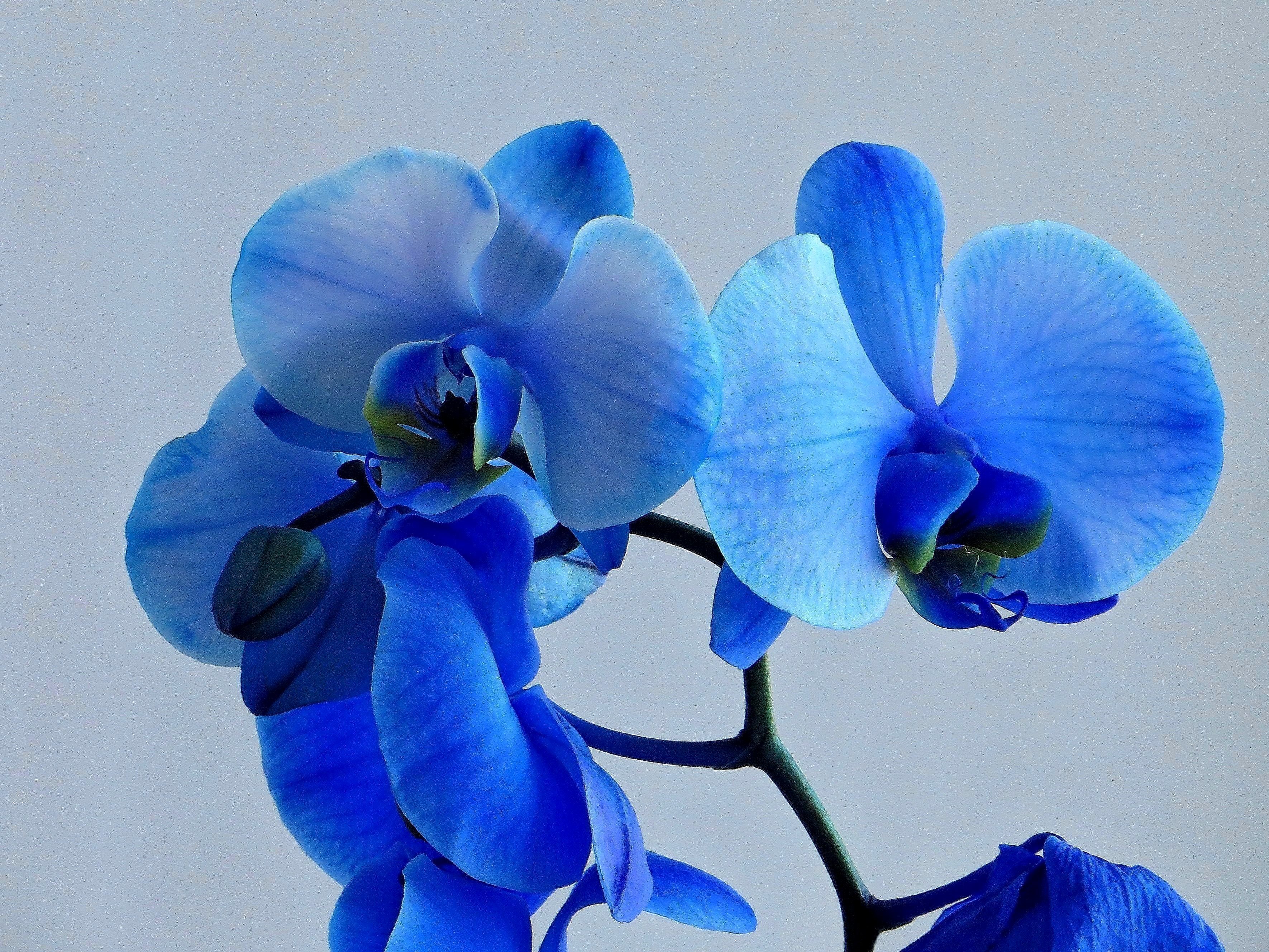 Orchid blues