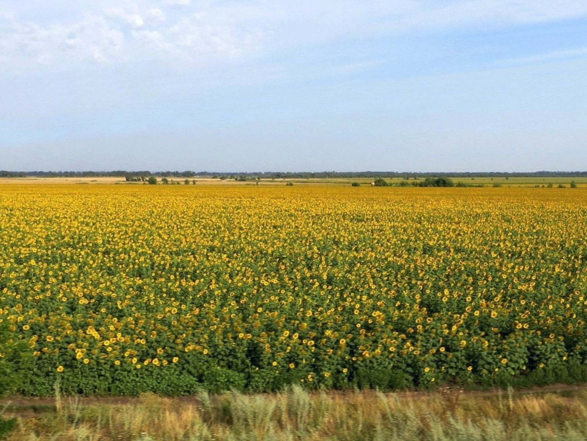 Поле краснодарского края фото. Поля Кубани. Поля поля Краснодарский край. Поля подсолнухов в Краснодарском крае. Желтое поле.