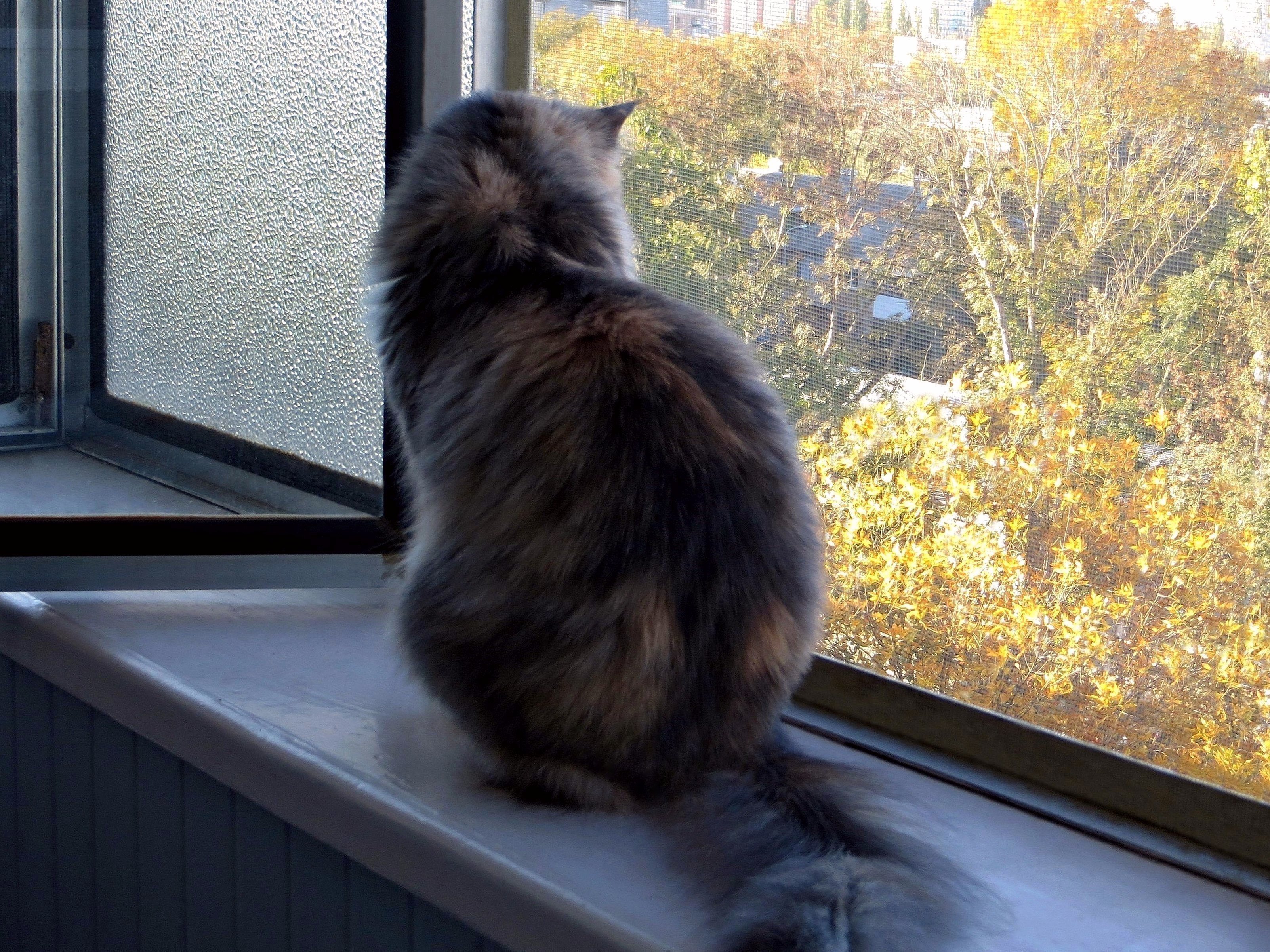 Кот пушистый на окне