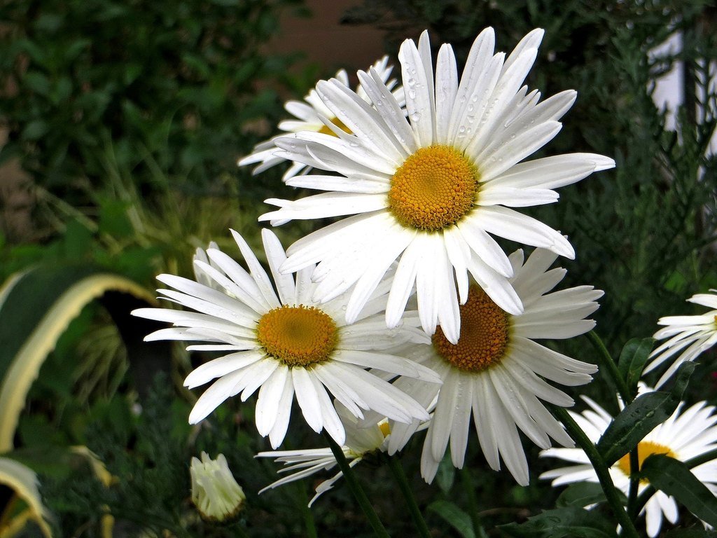 Ромашка садовая (лат. Chrysanthemum maximum)