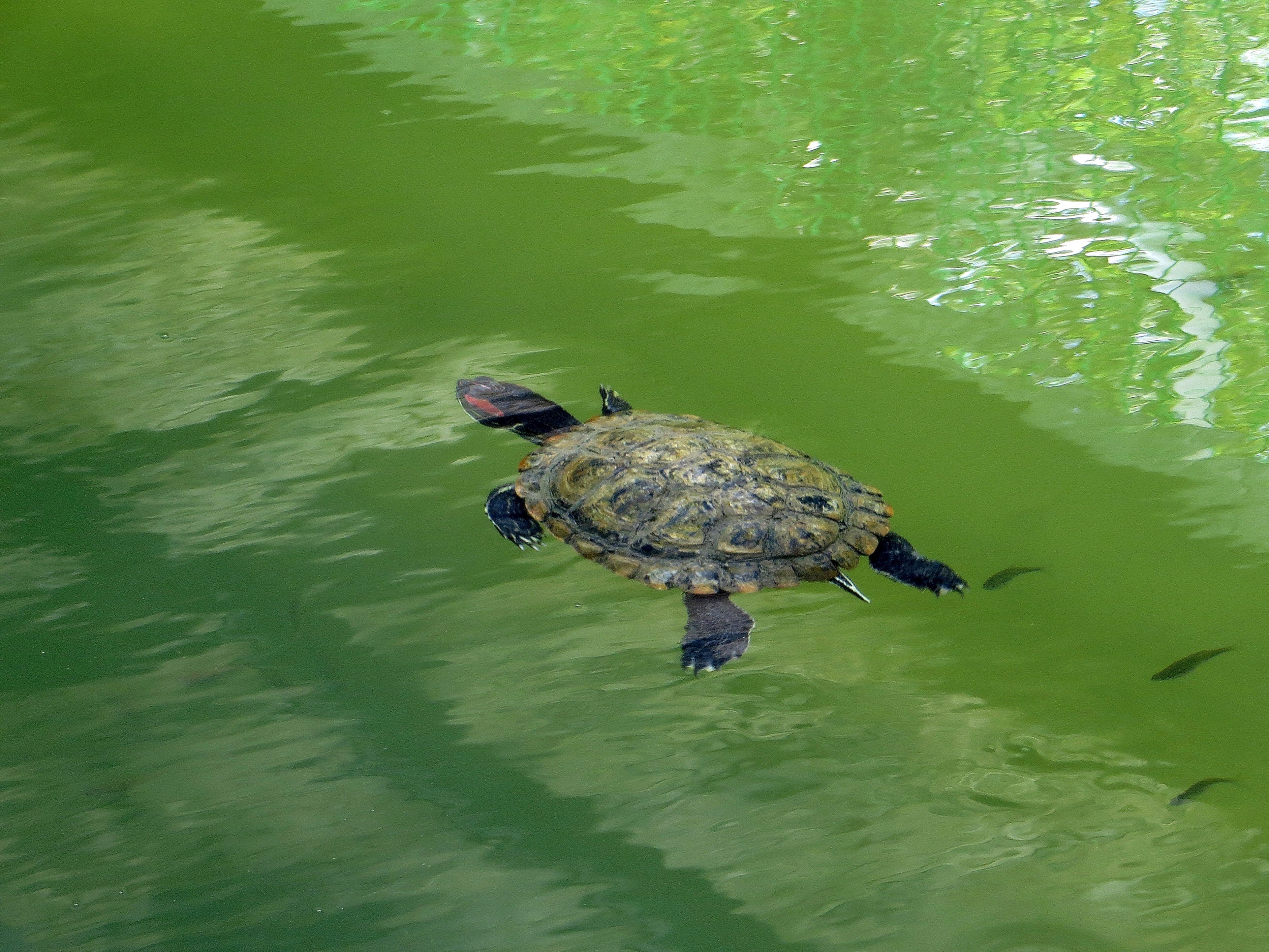 Черепахи в озерах. Черепаха на черепашьем озере. Озеро черепах ай Петри. Черепашье озеро Крым. Черепашье озеро ай Петри.