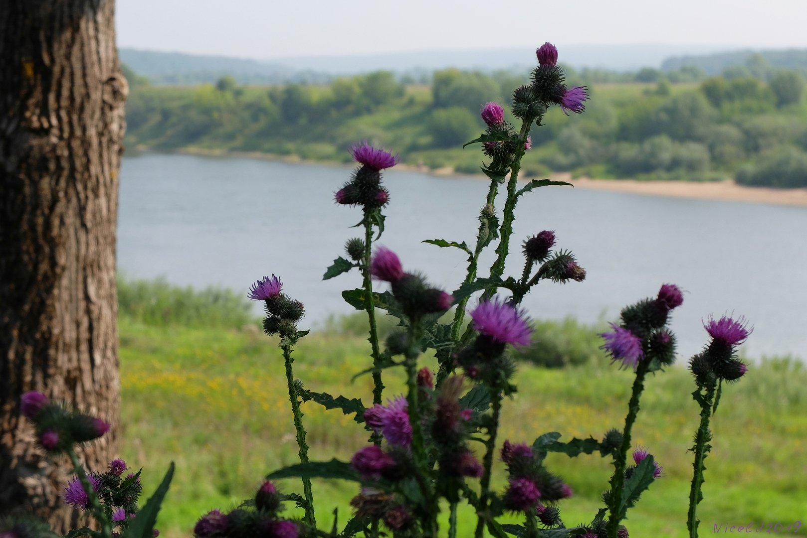 Чертополох Thistle шотландский