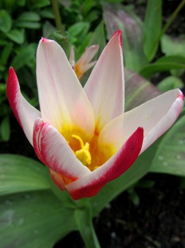 Красавец тюльпан