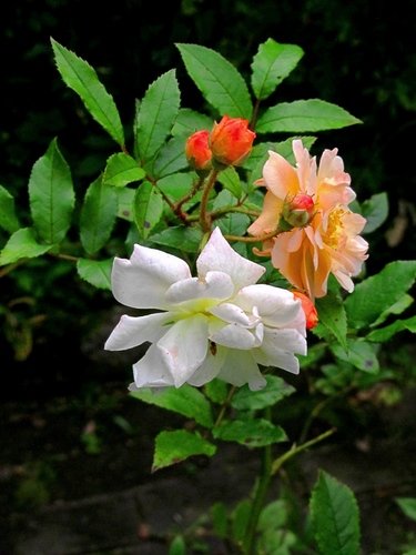 Розы в Ботаническом саду