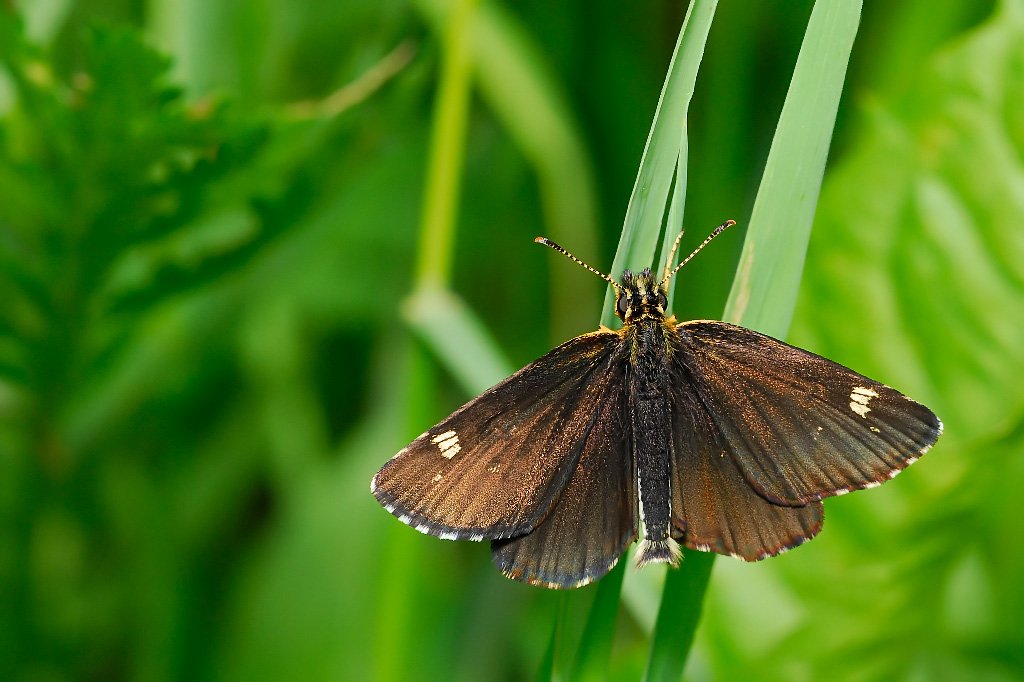 Heteropterus Morpheus