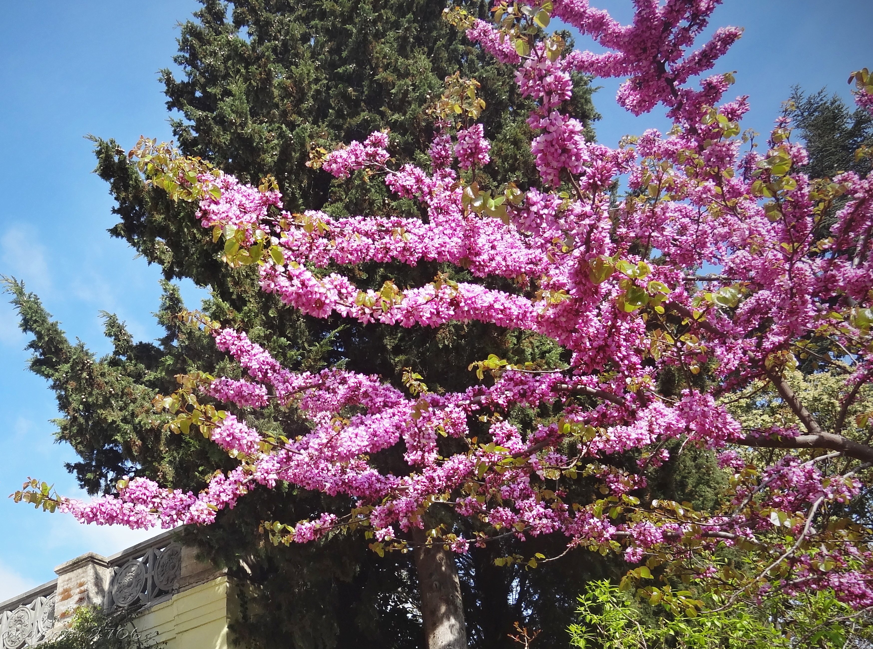 Что цветет розовым в крыму. Цветущие деревья Никитский Ботанический сад. Цветение глицинии в Никитском Ботаническом саду.